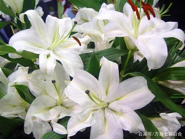 分享18个百合花常见品种图鉴，太漂亮太稀罕了！收藏_百科TA说