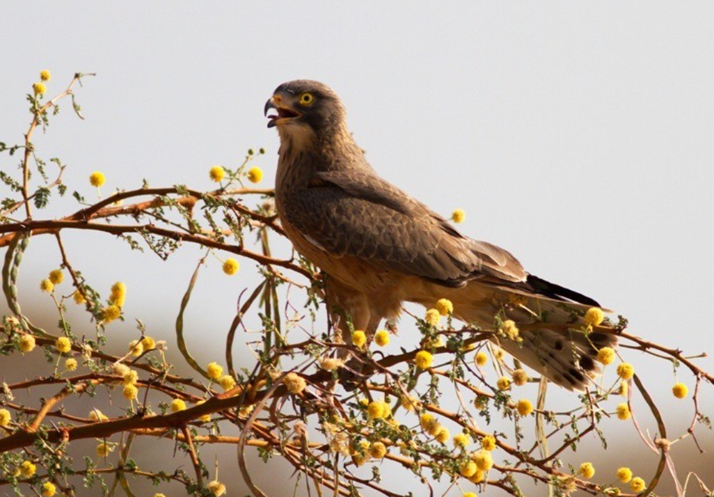  p>蝗鵟鹰(学名: i>butastur rufipennis /i>):是鹰形目,鹰科,鵟鹰属