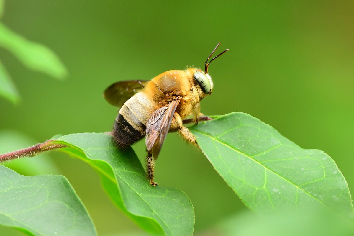  p>云南木蜂(platynopoda yunnanensis wu,1982)