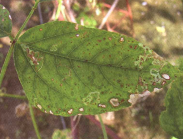  p>豇豆褐斑病是由 a target="_blank" href="/item/豆煤污球腔菌