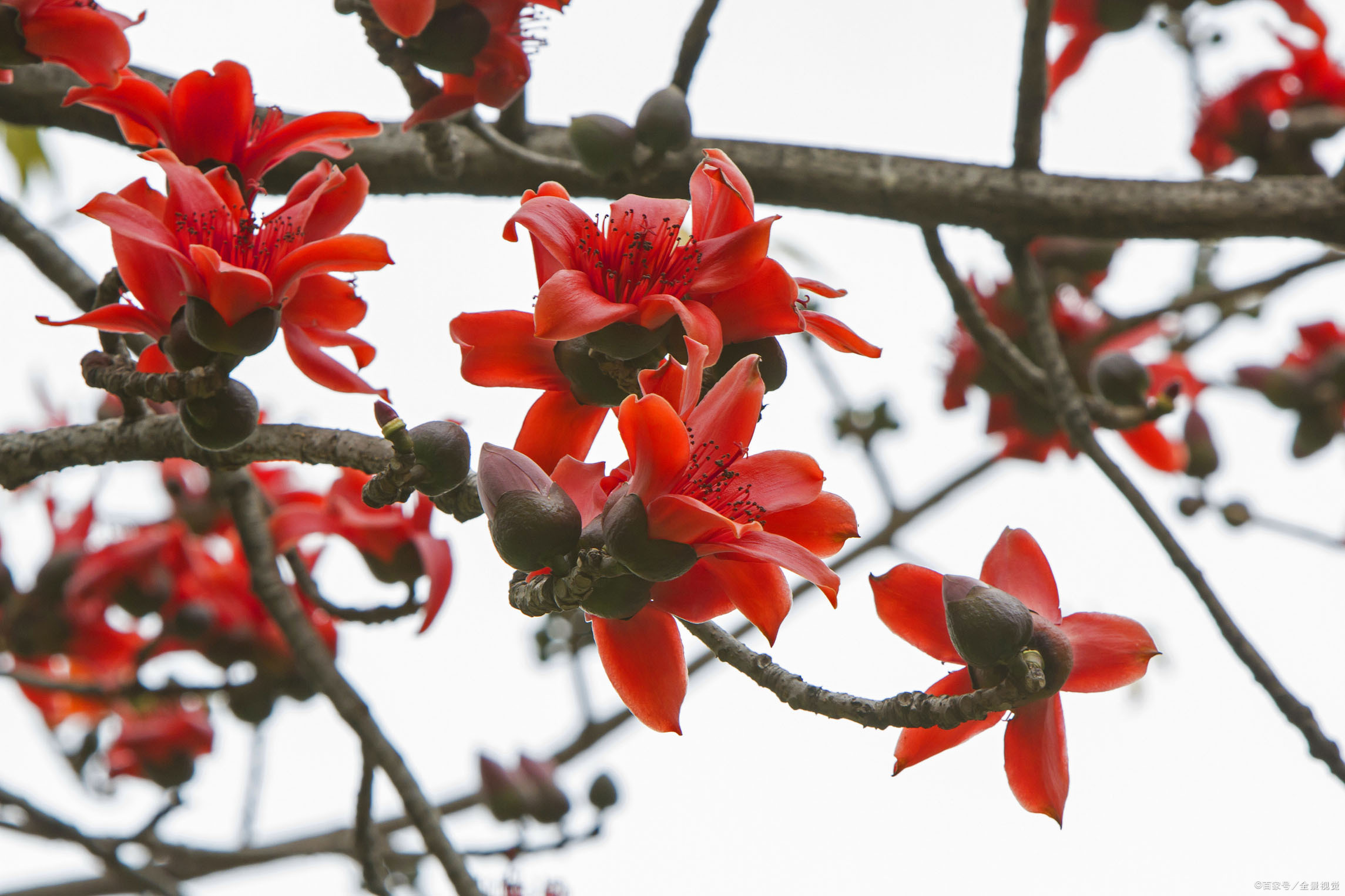 攀枝花又叫木棉花，人们称之为英雄花，中国四个城市都选它为市花_百科TA说