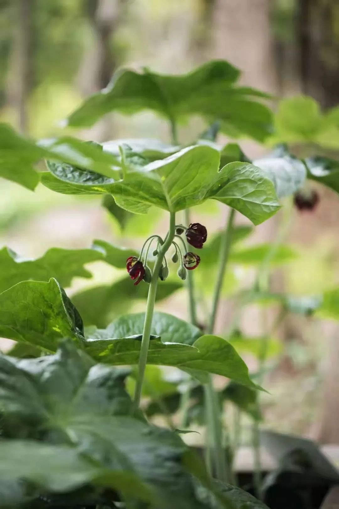 hiroe)是小檗科鬼臼属多年生草本植物,根状茎粗壮,横生,结节状,棕