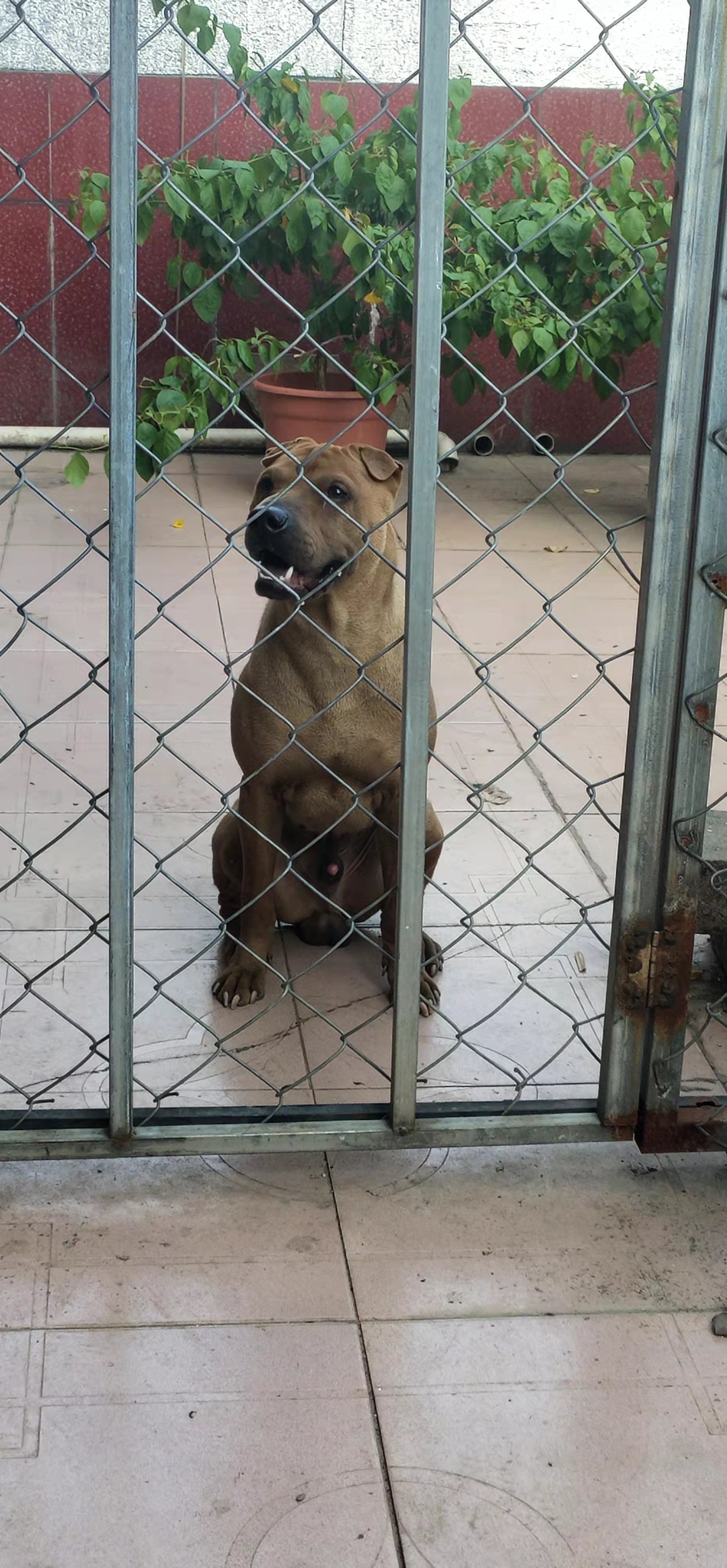 " data-lemmaid="219665">标准 /a>为hkka(hong kong and kowloon