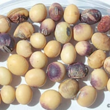 大豆紫斑病