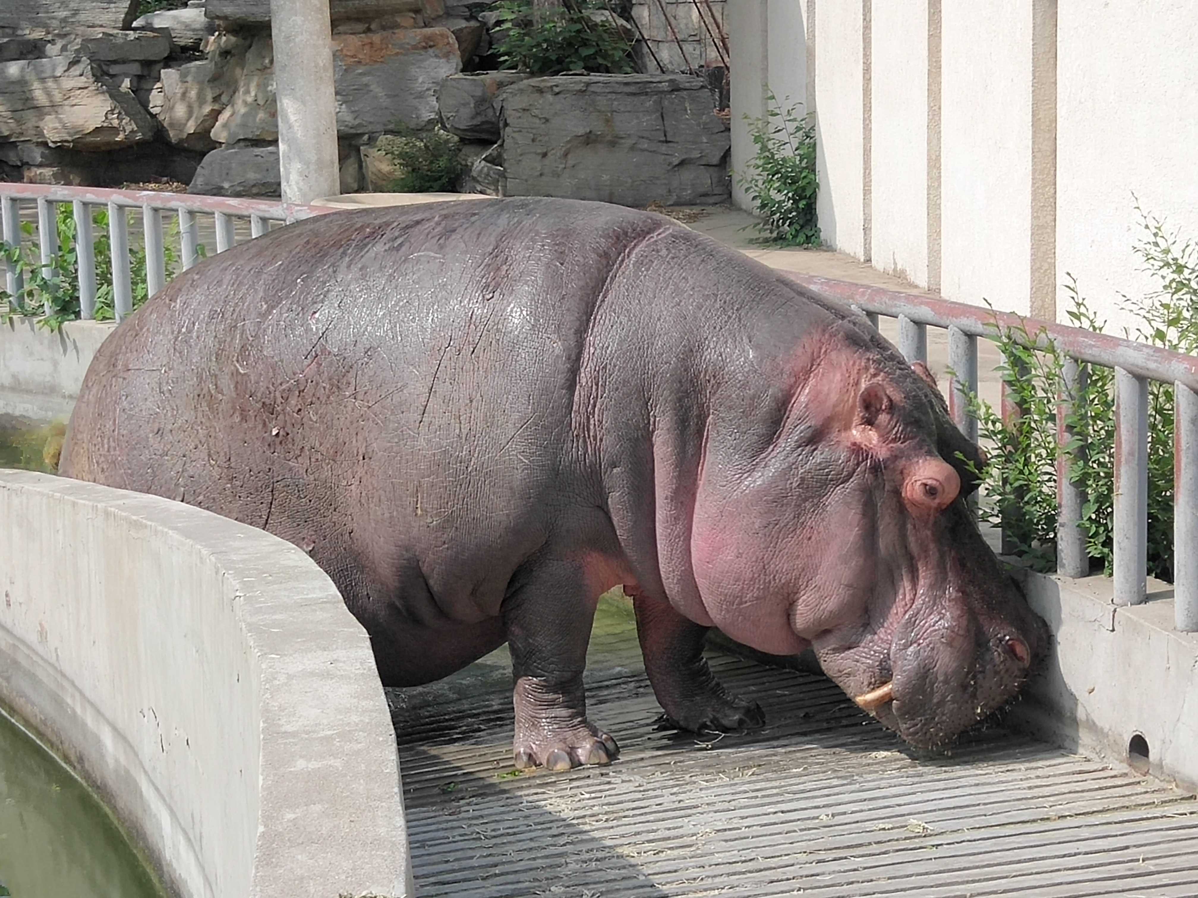 hippopotamidae