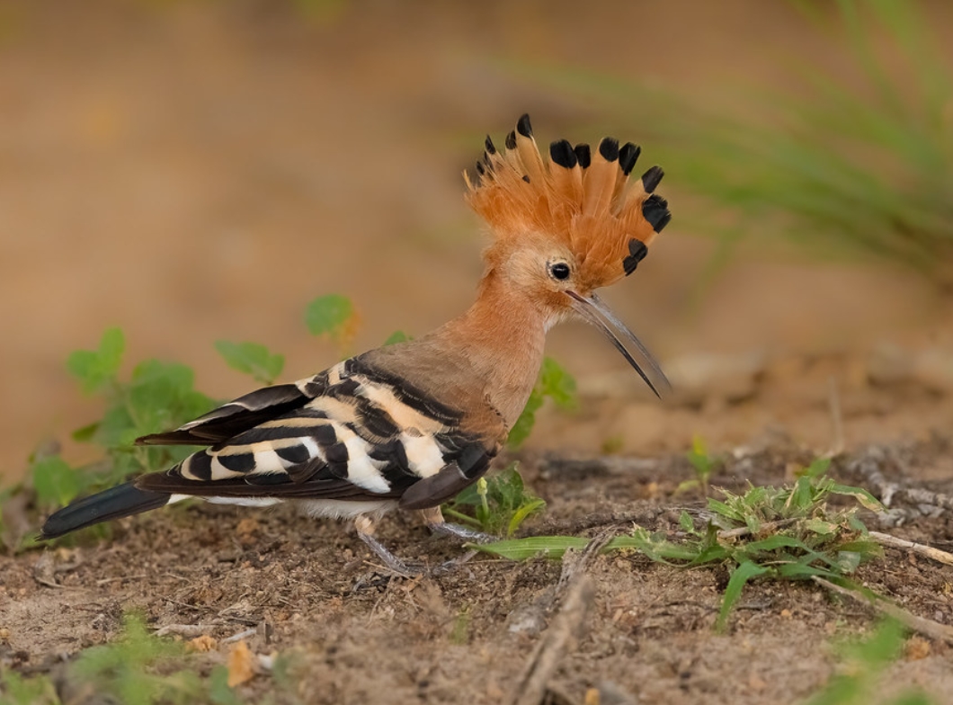  p>非洲戴胜(学名: i>upupa africana /i>):是戴胜科,戴胜属鸟类.
