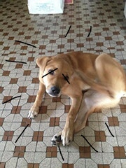 《奇奇怪怪的scp》是连载中的一部神秘未知类网络小说,作者是饕餮兔