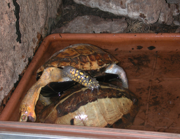  p>黄额闭壳龟(学名: i>cuora galbinifrons) /i>是龟科,闭壳龟属的