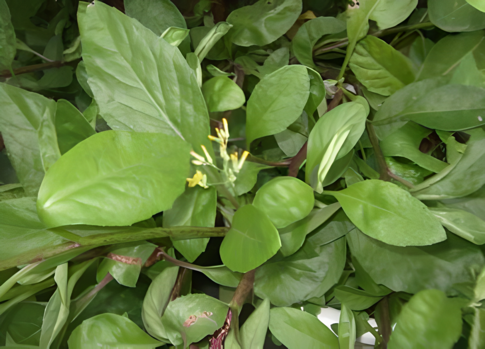 金鸡毛草,又名神奇救