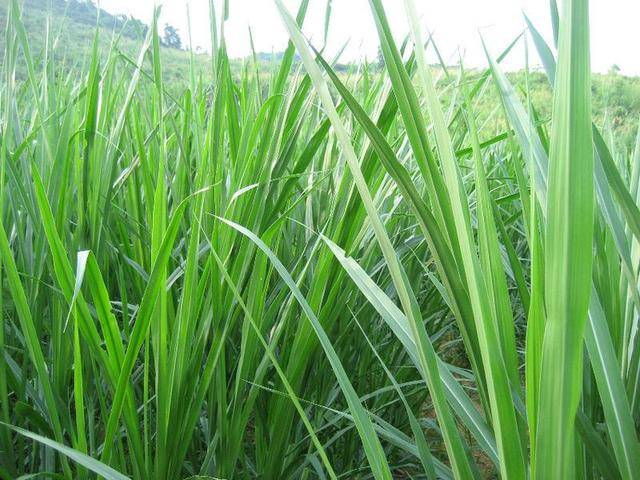 象草