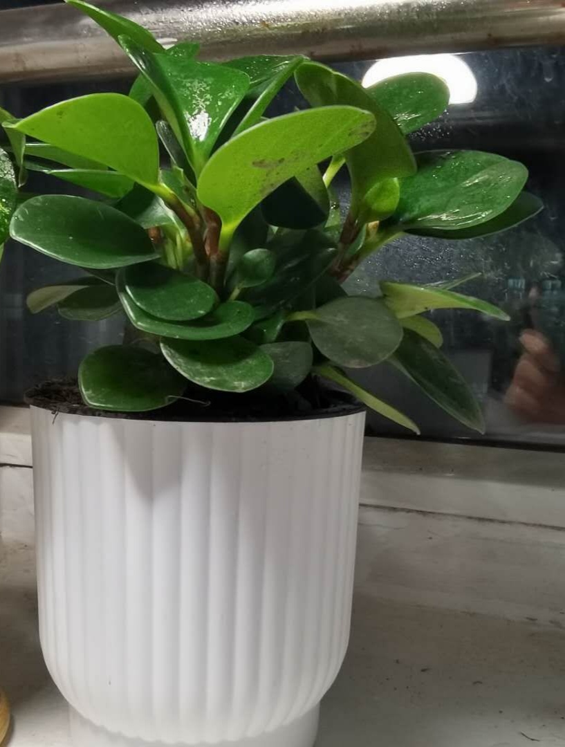 圆叶椒草