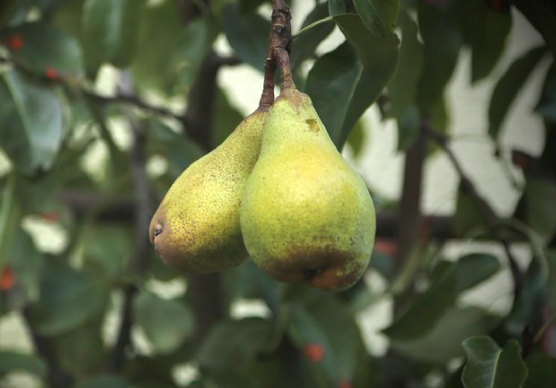  p>梨属(学名: i>pyrus /i> l.