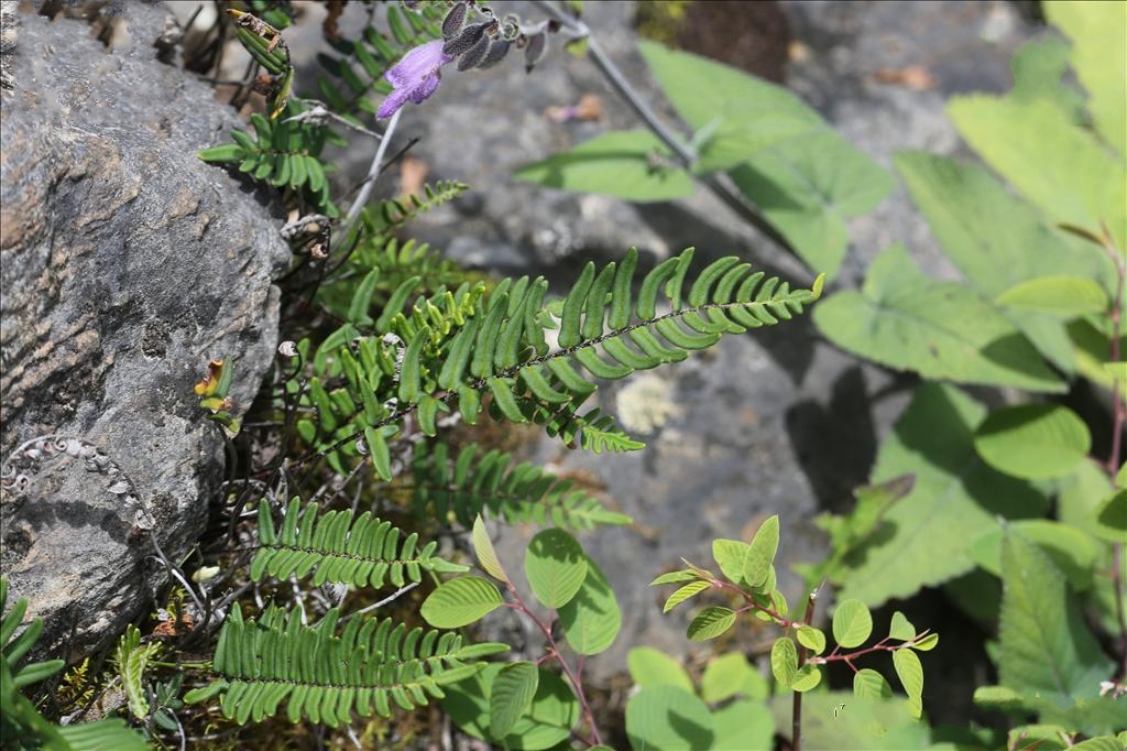 gymnopteris delavayi (bak. ) underw.