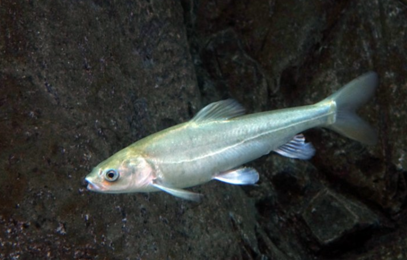  p>青海湖裸鲤(学名: i>gymnocypris przewalskii /i>)是鲤科,裸鲤属