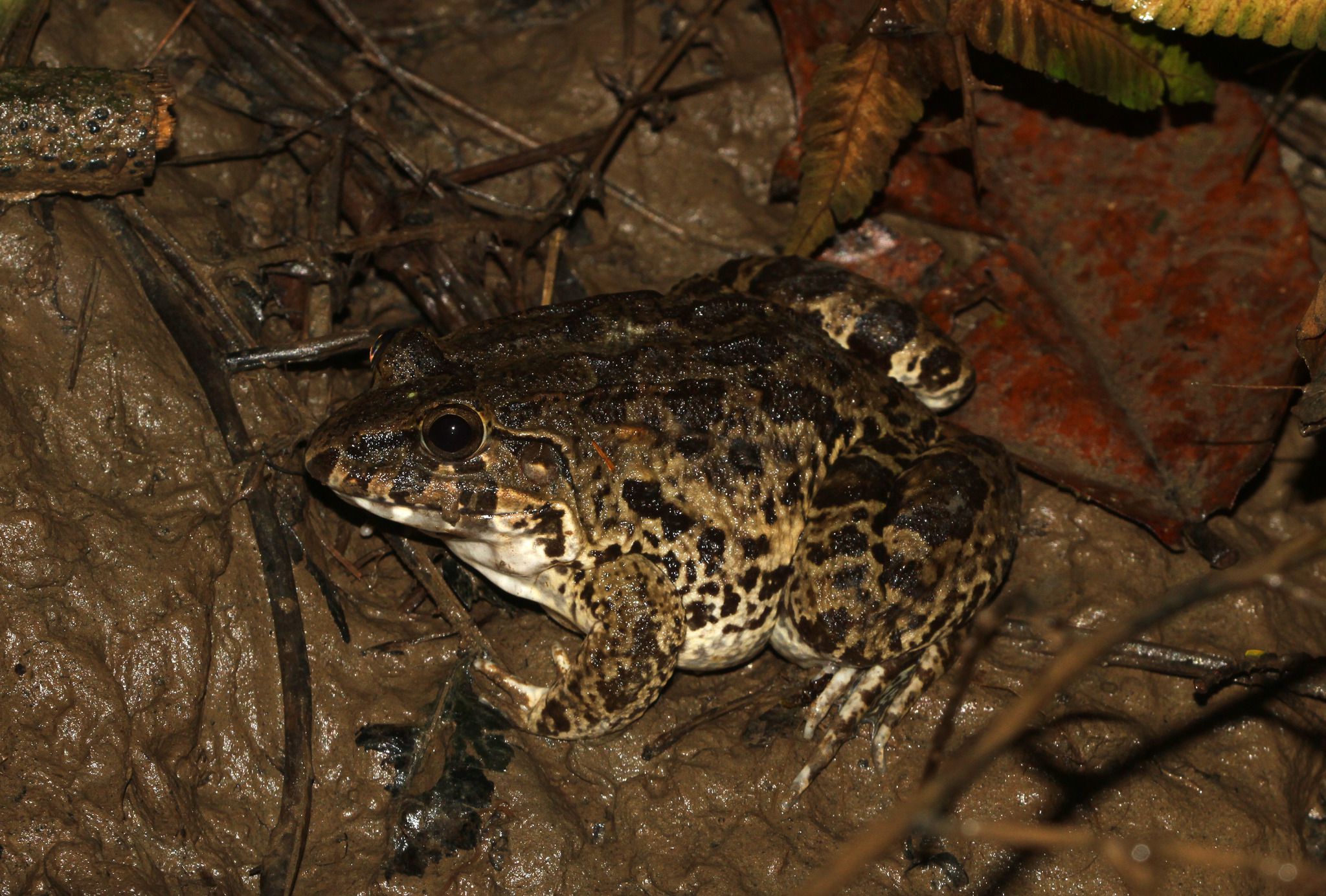 海陆蛙(学名:fejervarya cancrivora)是叉舌蛙科,陆蛙属的<