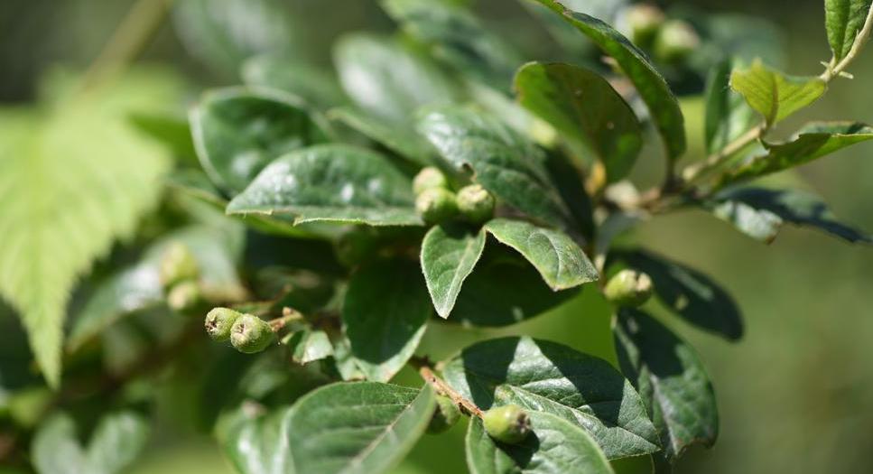  p>西北栒子(学名: i>cotoneaster zabelii /i> schneid.