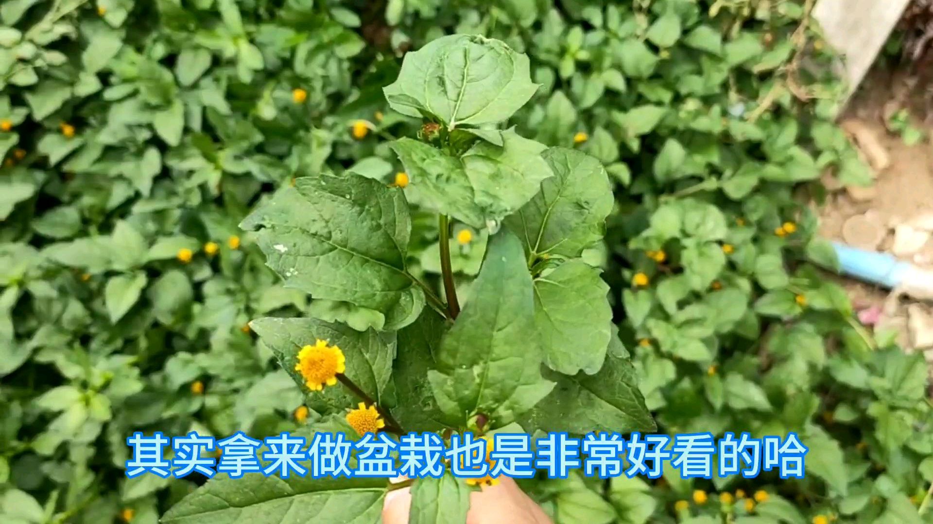 金钮扣（菊科金钮扣属植物）_百度百科