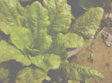 " href="/item/莴苣/467144" data-lemmaid="467144">莴苣 /a>的病害