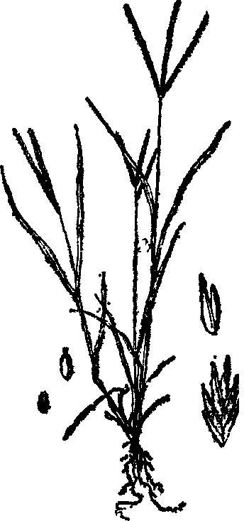 牛筋草（禾本科穇属植物）_百度百科