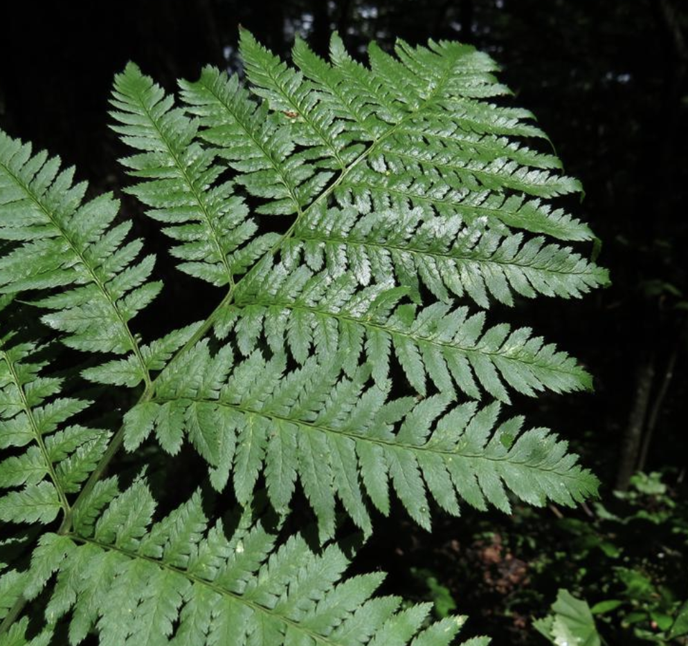  p>华北鳞毛蕨(学名: i>dryopteris goeringiana  /i>(kunze) koidz.