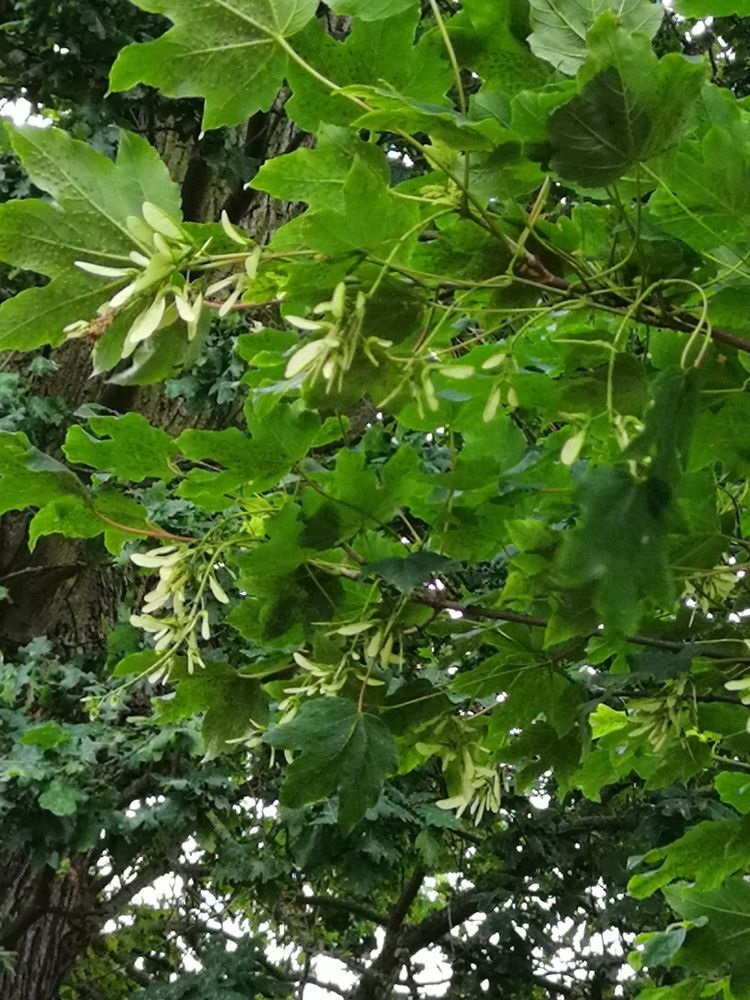 梣叶槭，一百多年前来到中国，果实可爱犹如小飞刀_百科TA说