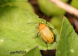  p>朽木甲(comb-clawed beetle),属节肢动物门昆虫