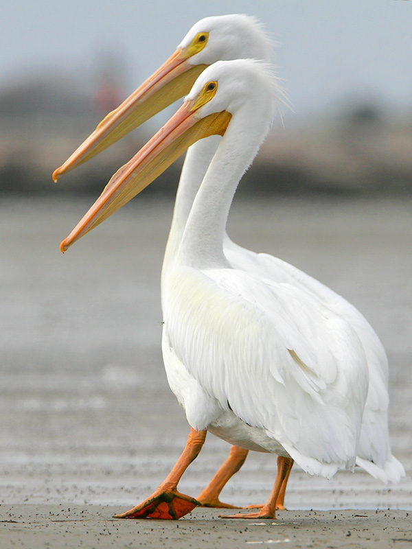  p>美洲白鹈鹕(学名: i>pelecanus erythrorhynchos /i>):是大型 a