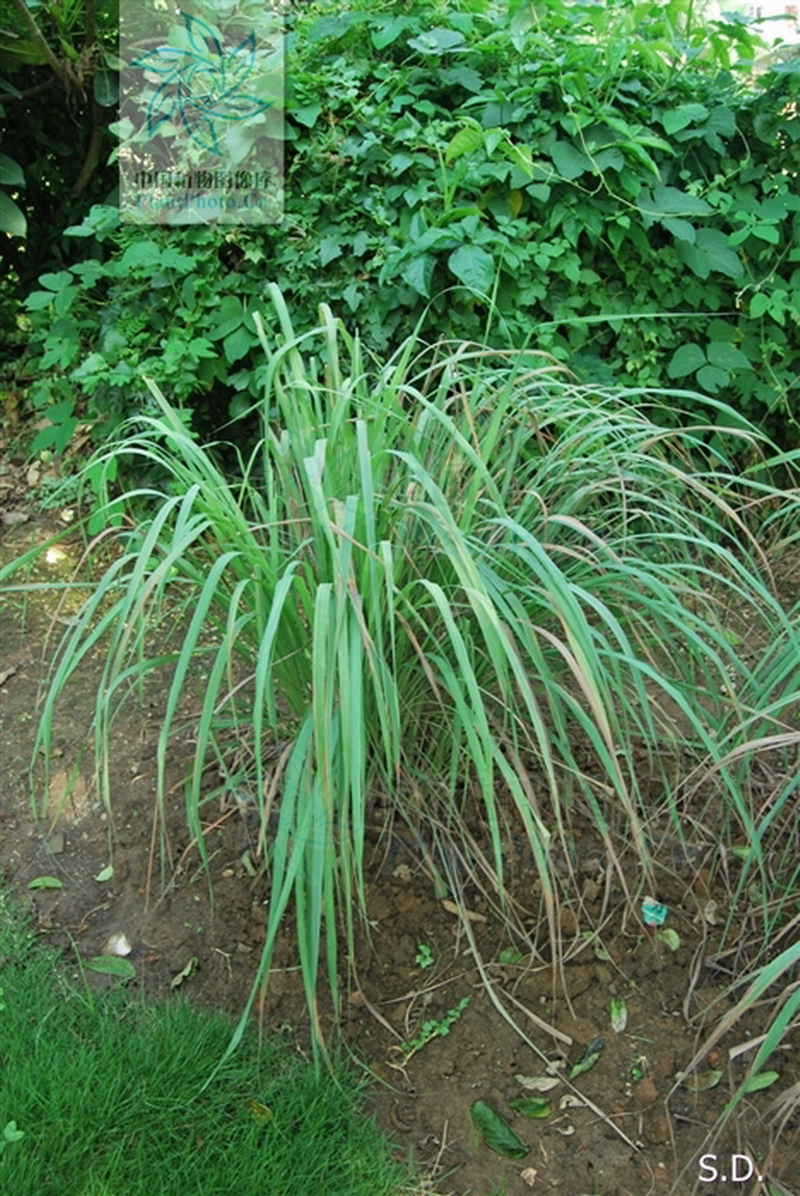  p>柠檬草(拉丁学名: i>cymbopogon citratus /i> (dc.
