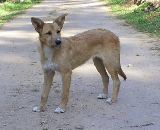 葡萄牙波登可犬
