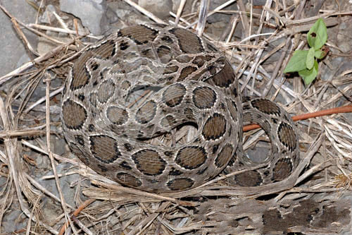  p>圆斑蝰(学名: i>daboia russelii siamensis /i>),又称百步金钱豹