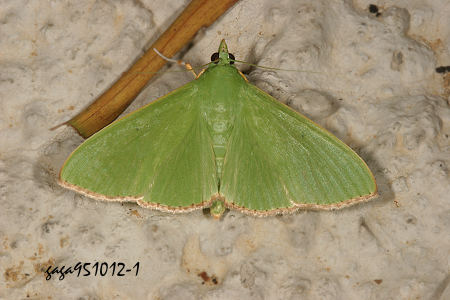 绿翅野螟蛾