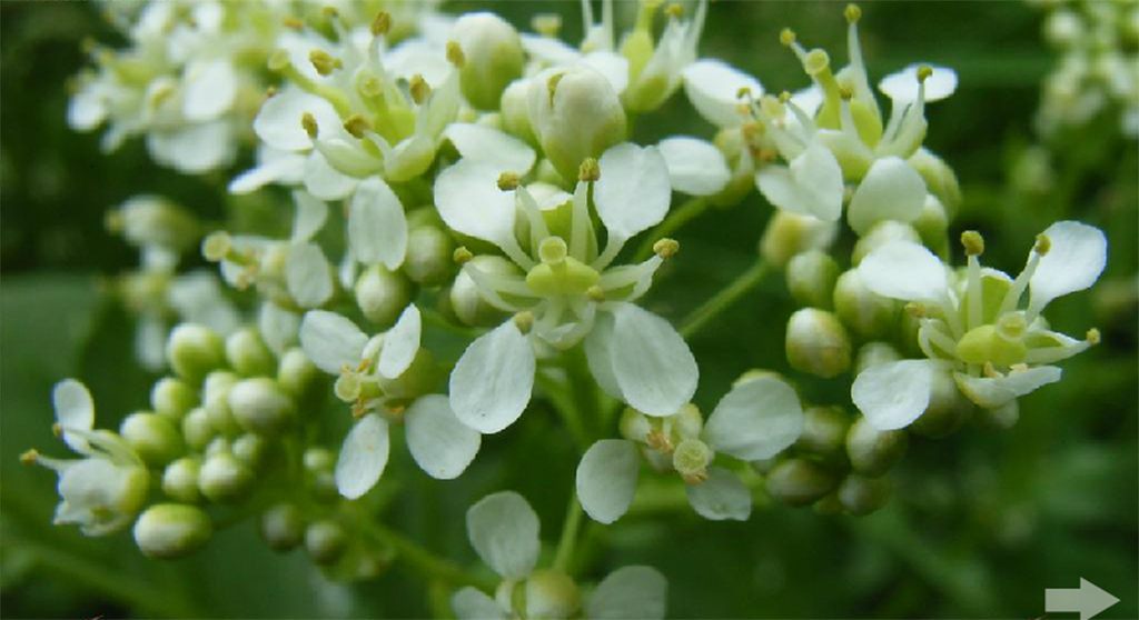 花科 /a> a href="#" data-lemmaid="2623972">独行菜属 /a>的植物