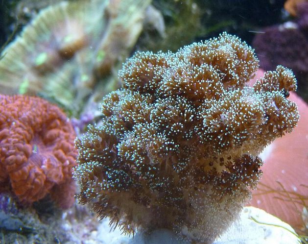  p>鹿角杯形珊瑚(学名: i>pocillopora damicornis /i>):是珊瑚纲,杯
