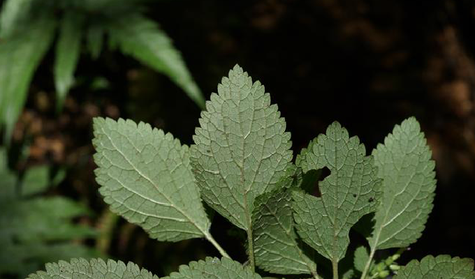  p>香科科属(teucrium),为 a href="#" data-lemmaid="2381957">唇形