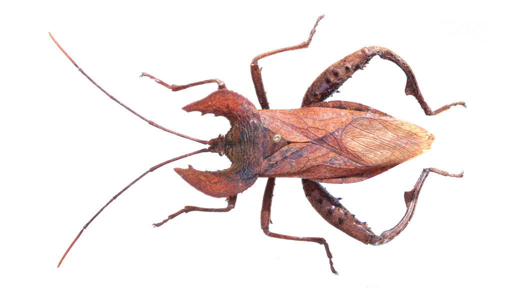  p>哈奇缘蝽(学名:derepferyx hardwickii white),缘蝽科,科名coreid