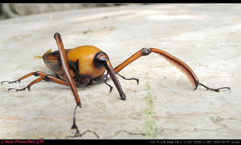  p>象鼻虫(elaeidobius kamerunicus)是 a href="#" data-lemmaid="