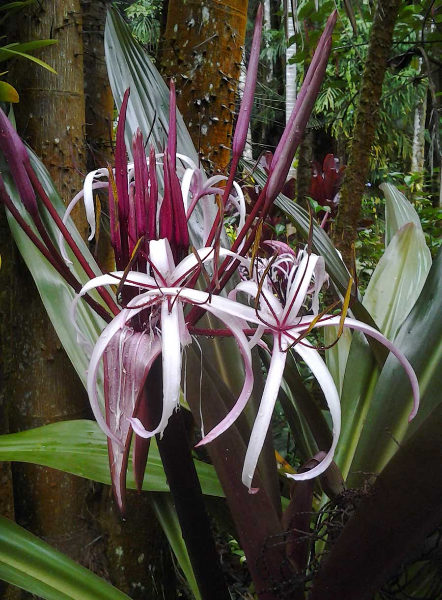  p>红花文殊兰(学名: i>crinum /i>  i>× /i>  i>amabile /i> donn