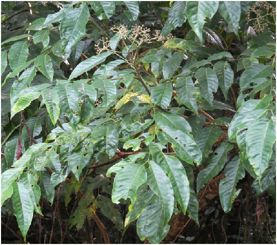 为芸香科植物小芸木 i>micromelum integerrimum  /i>(buch.-ham.