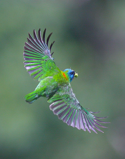  p>五色鸟(学名: i>megalaima nuchalis /i>)为体型壮硕之鸟类,除了