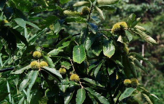 茅栗（中药）_百度百科