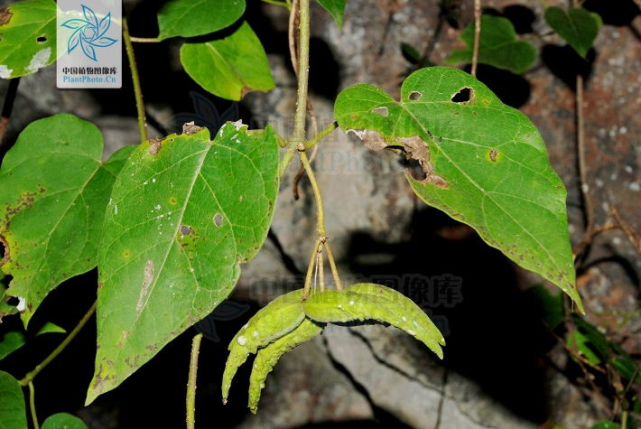  p>筋藤,中药名.为夹竹桃科植物筋藤 i>alyxia levinei /i>merr.