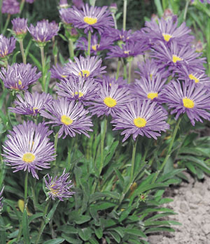 serpentimontanus (tamamsch.) ling),菊科,紫菀属植物的一种.