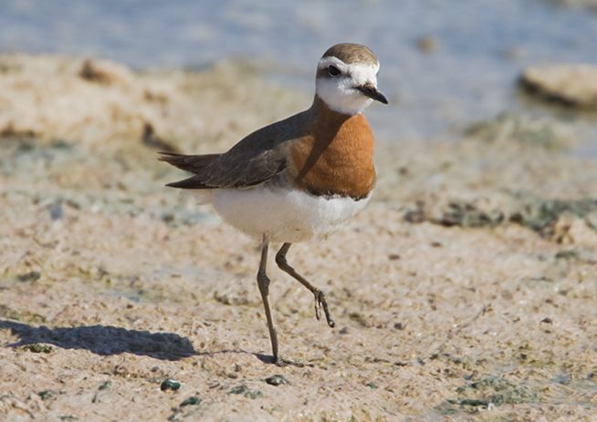  p>红胸鸻(学名: i>charadrius asiaticus /i>)属中小型 a target="
