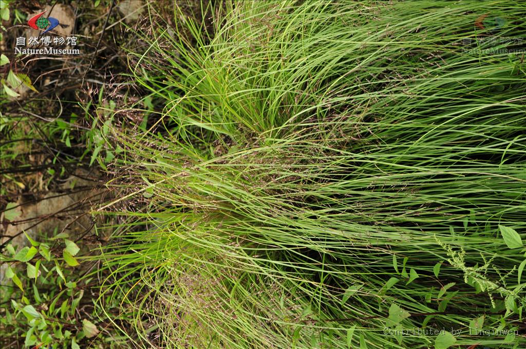 ptilagrostis griseb.