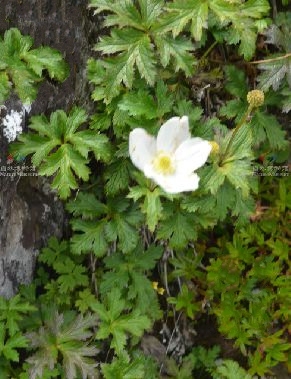  p>岩生银莲花(学名: i>anemone rupicola /i> camb.