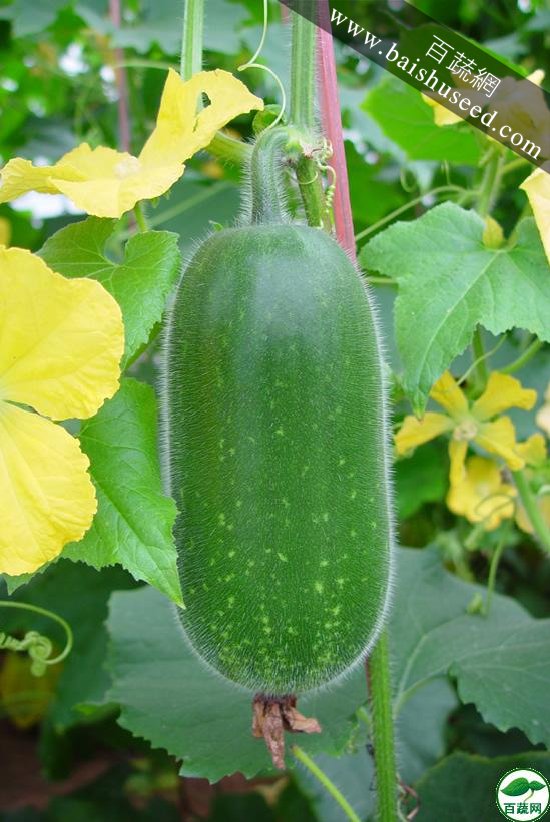  p>四号江心节瓜是植物品种. /p>