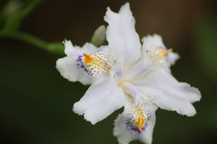 扇子花