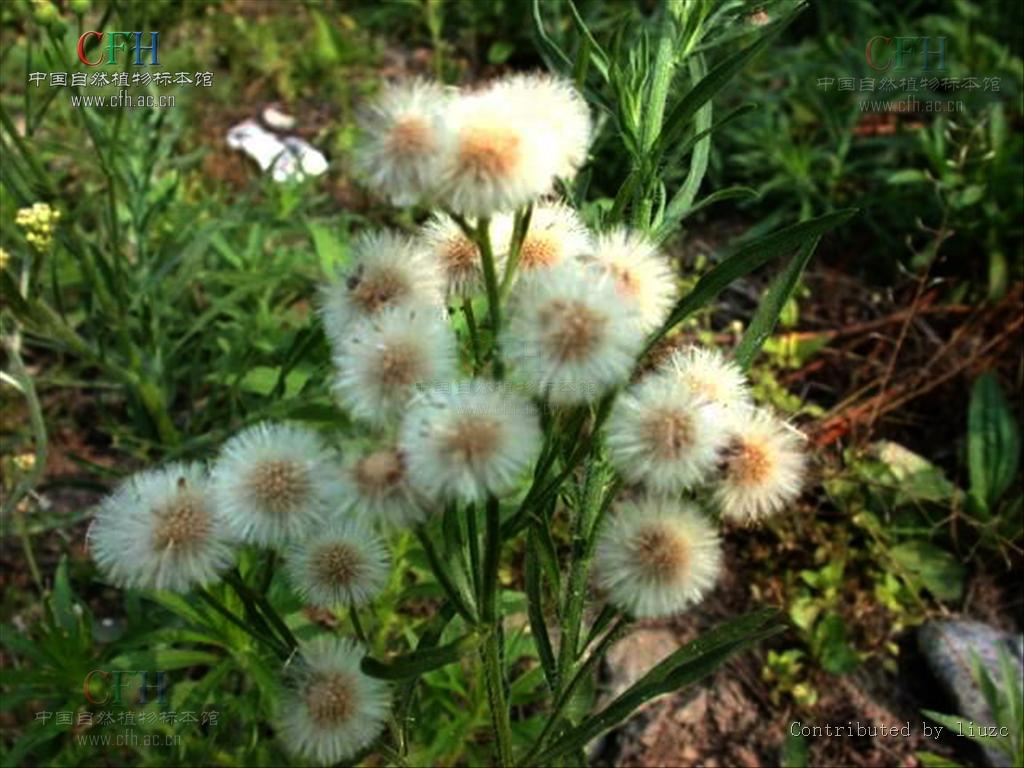  p>香丝草(学名:conyza bonariensis i>(l.) cronq.