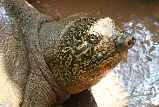  p>斑鳖(学名: i>rafetus swinhoei /i>):又名 a target="_blank"