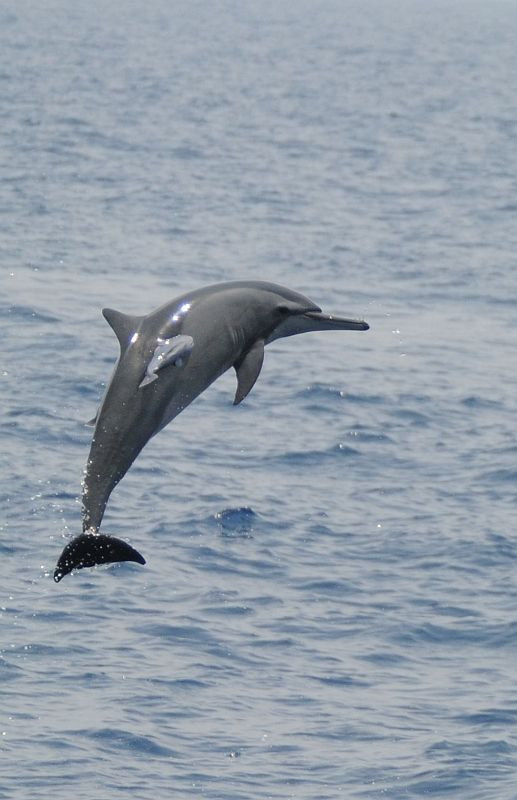  p>长吻原海豚(学名: i>stenella longirostris /i>)吻突细长为体长的
